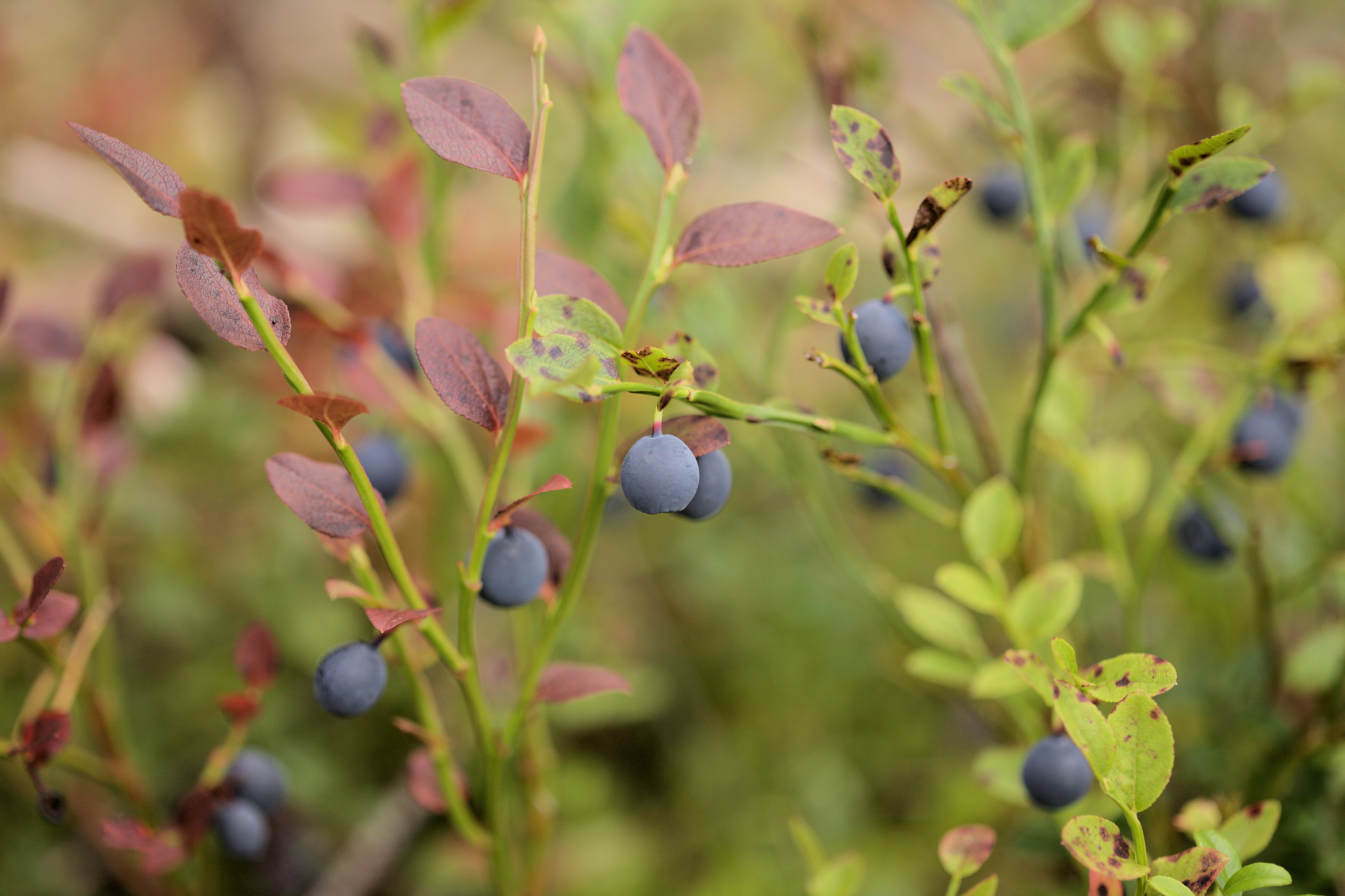Modne blåbær på busker med grønne og rødlige blader, mot en uskarp bakgrunn.