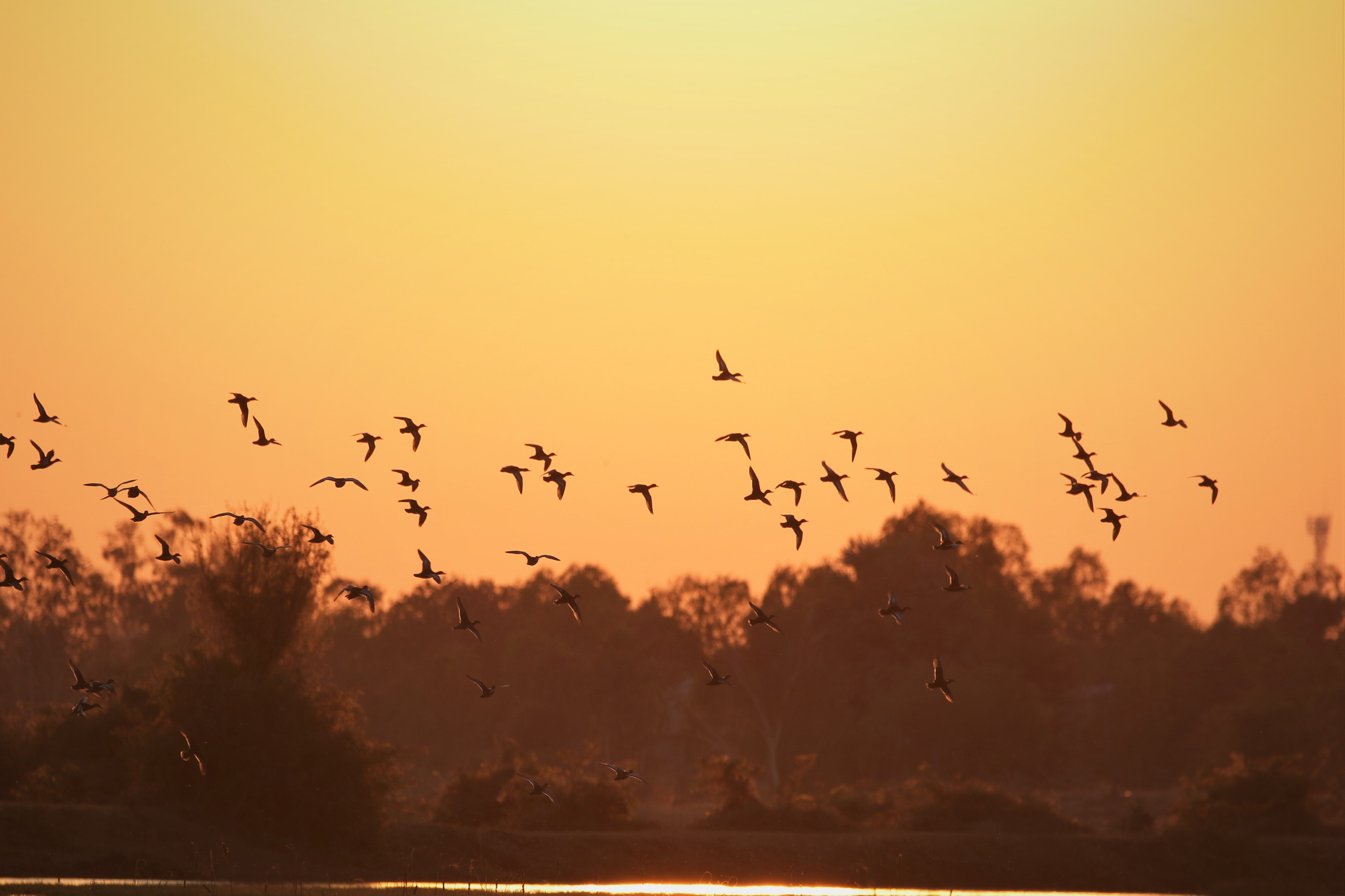 Flock of birds flying over a sunset landscape with silhouetted trees and golden reflections on water.
