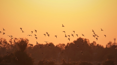 Fugleflokk flyr over et landskap i solnedgang med silhuett av trær og gyldne refleksjoner på vannet.
