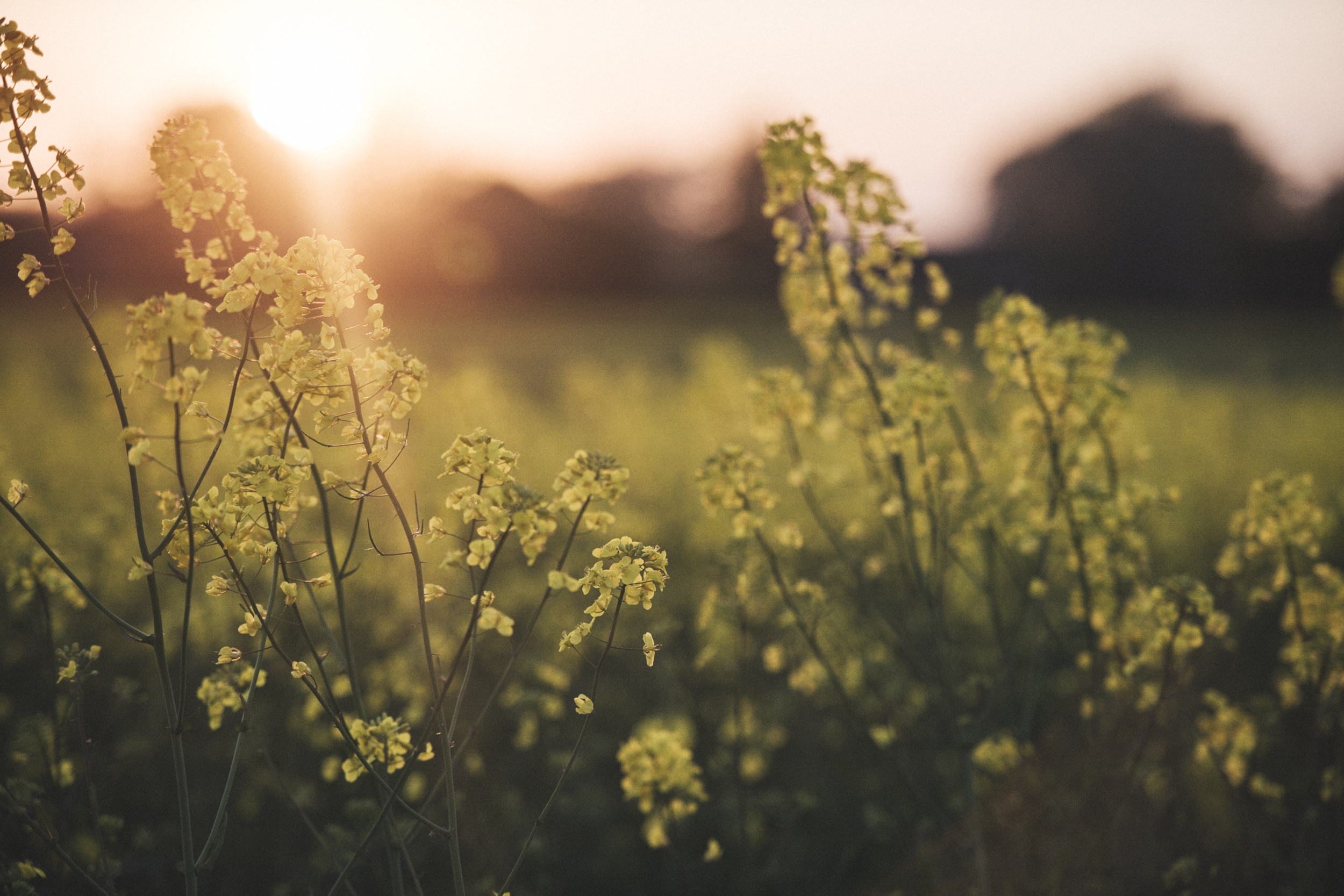 Field of yellow flowers in focus with a warm sunset and blurred background.