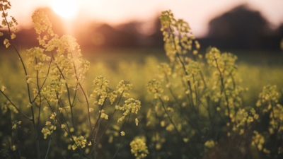 Eng med gule blomster i fokus, med varm solnedgang og uskarp bakgrunn.