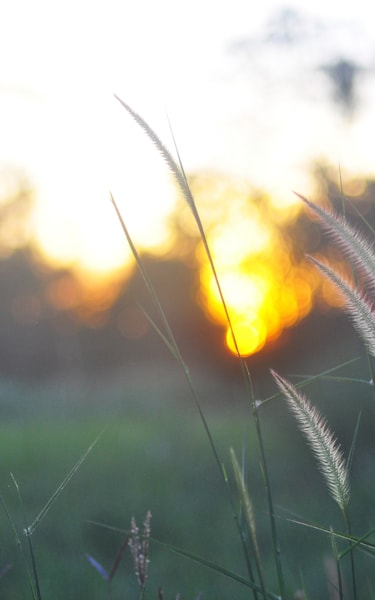 Close-up of tall grass with feathery seed heads at sunset, with silhouetted trees in the background.