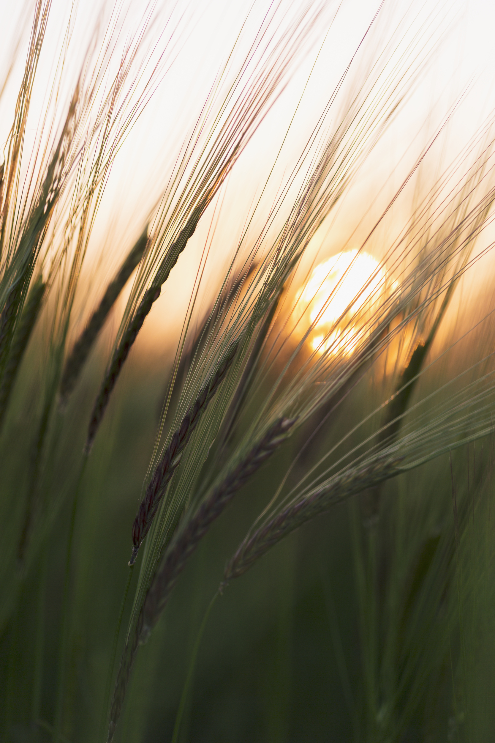 Nærbilde av høyt gress med gyllent sollys i bakgrunnen.