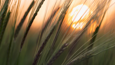 Close-up of tall grass with golden sunset light in the background.